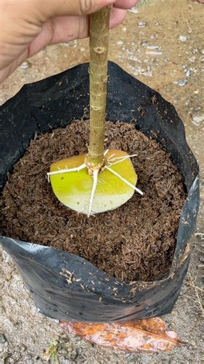 harvesting grafted plants for bonsai #grafting #bonsai