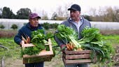 Male farmers carrying baskets with fresh harvested vegetables from...