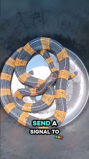 This Beautiful Snake Is Actually a Nature's Warning! Why Is Its Color Bright? #snake
