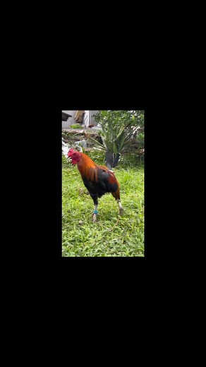 Hi Action Hatch From Idol Mark Limbizkit Gamefarm #AlagangThunderbird #TheWinningFormula #ForBreedingpurposesOnly | Da Malalag Warbirds