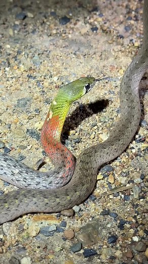 By far one of the coolest snakes I have ever found!! This red necked keelback is both venomous and poisonous!! Normally we say snakes are not poisonous because poison is ingested and venom is injected; if you bite it and you die it’s poisonous, but if it bites you and you die, then it’s venomous. Normally, you could eat any venomous snake and be fine(not that you should), but they’re only dangerous if they bite you. But this snake does both!! Most dangerously venomous snake species are either a
