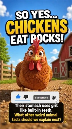 🐔 Why Do Chickens EAT ROCKS?! 🤯