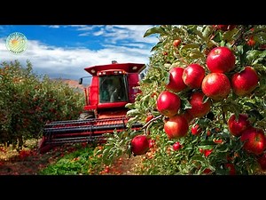 How Farmers Harvest Apples in New Zealand: Apple Juice Processed in Factory