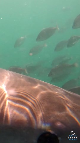 Great white turns before smashing through the surface