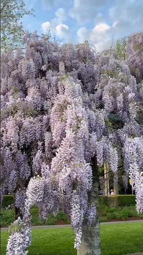 Spring Wisteria Flowers 💜🌸 | Beautiful Blooming Views #Shorts