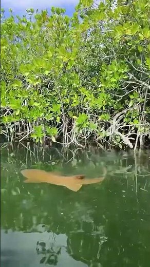 10/10 Must do in the Keys!! #keywest #keywestflorida #guidedtour