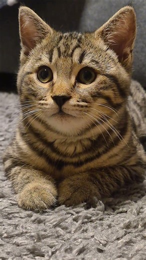 Entspannter Keks #cute #cat #cats #catshorts #katzen #katze #tiere #kätzchen #kitten #katzenshorts