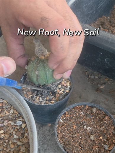 New Root and Soil for Cacti Care