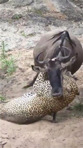 Unbelievable Accuracy || Leopard Takes Down Wildebeest in One Shot!