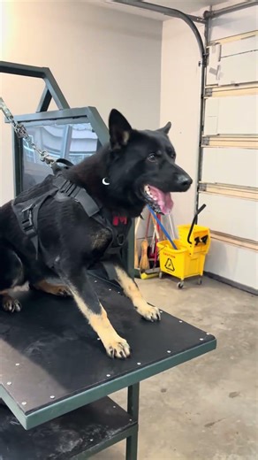 Box Training with Quando ‼️