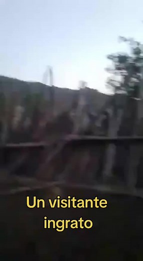 era cuestión de tiempo. antes que amaneciera , el Puma se metió al corral y mató algunas cabras , y los vacunos chiquitos se libraron jabonados , la noche antes aullaban los perros , y se encontró su huella cerca , ahora no va a parar , al parecer anda una hembra con crías y son feroces , hasta uno corre peligro si se ve que sus crías están amenazadas , si no es una es otra #puma #campochileno🇨🇱 #crianceroschile #chile🇨🇱 #cabraslecheras #sequia #provinciadelimarí #montepatriacuartaregionchil