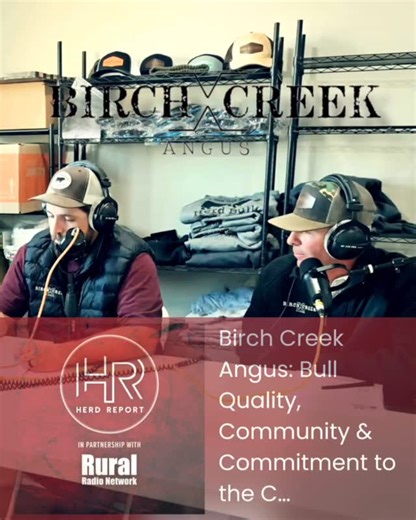 Birch Creek Angus Bull Sale is October 30th in Ruby Valley,NV . Listen NOW to the podcast at herdreportpodcast.com ‼️ For the catalog go to birchcreekangus.com . #podcast #viralvideos #viral #fyp | Herd Report