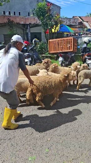 kambing lucu kambing gunung kambing embek-embek kambing kambing kambing lucu joget kambing boer