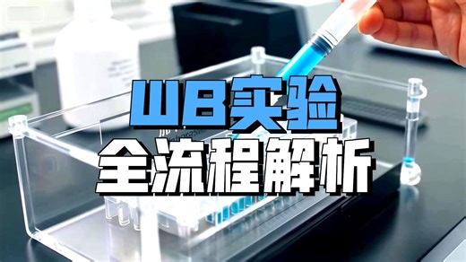 零基础入门 WB！动画过一遍粗糙版但干货满