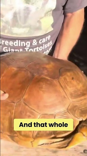 Look Inside a Tortoise Shell, We Bet You've Never Seen This Before!