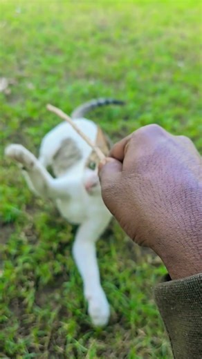 cat playing music 🎶 🎵 #catplaying #catplay #paloma