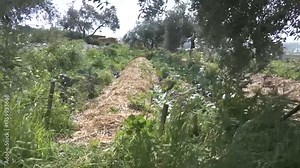 Agriculture in Palestine is a mainstay in the economy of Palestine