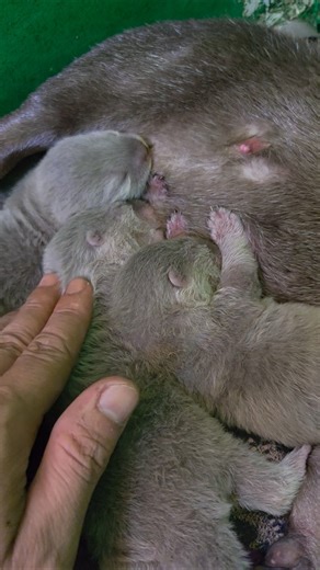 Menggemaskan ll Cute #siboni #sibona #otter #cute