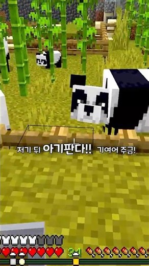 쪼꼬미 아기 판다 너무 귀여워요 🐼 [마크]
