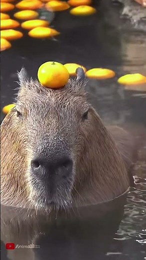 Cute Capybara Moment #capybara #short