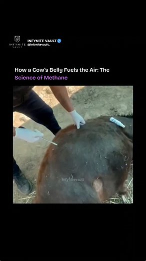 Infynite Vault on Instagram: "Cows produce methane through digestion in their rumen, where microbes break down food and release gas. Most methane is expelled through belching, with a smaller amount from flatulence. Even if a cow were floating in water, the process remains the same, with gas escaping into the air. #viral #infynitevault #technology #innovation #history Disclaimer™: This content is posted for inspiration and learning purposes under Fair Use. All rights remain with the original crea
