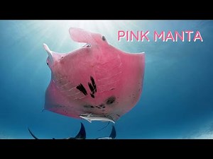 World’s Only Pink Manta Ray, How did it get it's Color?