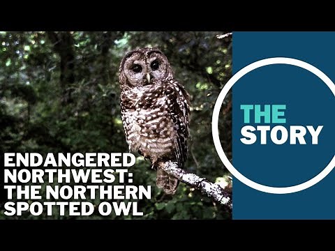 Oregon's spotted owl helped give rise to the Endangered Species Act. 50 years later, has it worked?