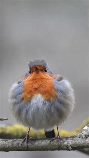 Rougegorge familier : un oiseau charmant de la Côte d'Azur
