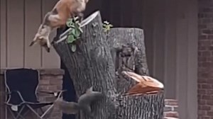 小狐狸试图捕猎松鼠，但松鼠闪避拉满