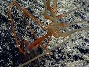 Are sea spiders really spiders? - NOAA Ocean Exploration