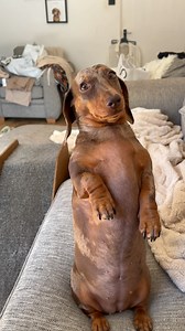 The paw stomp at the beginning of this video kills me 😩😂 Since I’ve been back off holiday, Win has levelled up the attitude. Which I secretly love…at the end of the day, it’s Winnie’s world, I just live in it. ❤️ #miniaturedachshund #dachshund #sausagedog #dog #dogsofinstagram #funny #sassydog | Countryside Tails