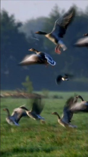 AVIX Laser in Action: Safe, Smart Bird Control Worldwide