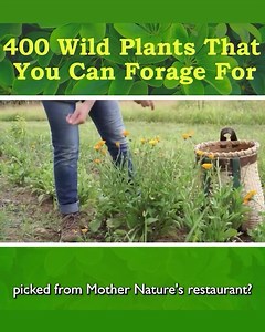 37K views · 674 reactions | Foraging isn’t only a cool new skill to...