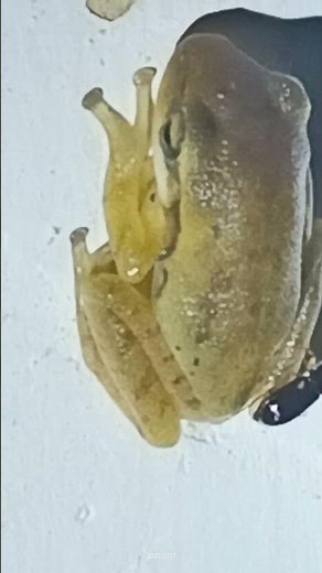 Acrobat Tree Frog /Polypadates