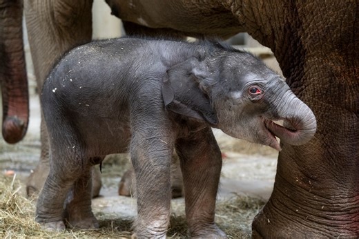 Columbus Zoo’s baby elephant has a name