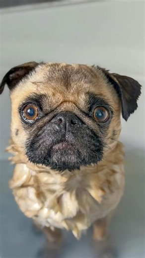 How PUGS and their looks can be DECEIVING 😮 #pugshorts #pugs #pugvideos #grumpy #dogshorts #dogs