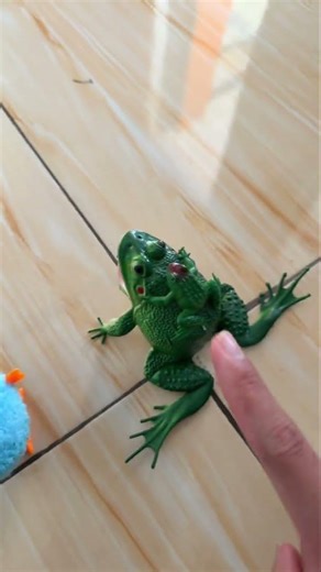 Screaming Budgett's Frog #funny #frog