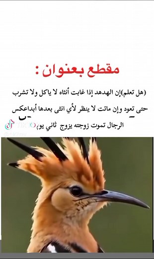 ‏#ترند #حول_العالم #اكسبلور تابعنا يا صديقي العزيز 🫡🤗 | does he know