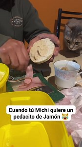 570K views · 10K reactions |  #gatosdivertidos #gatosfelices #gatos | El Gato Funny | Facebook
