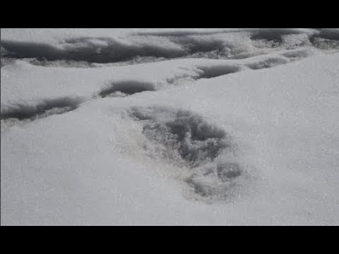 Indian Army tweets it found 'Yeti' footprints, gets trolled