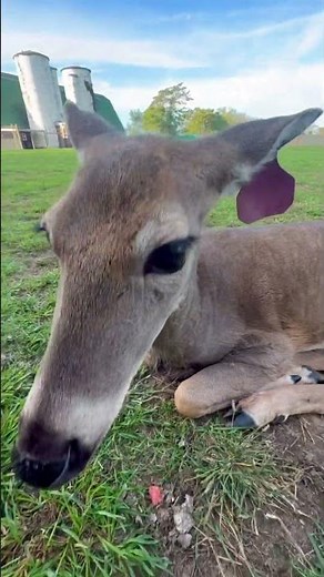 Why does the turtle bark?🤣😇 #deer #funny #cute #animals #cuteanimals #funnyanimals #shorts #pet