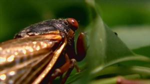 Coming this spring: Cicadas that haven't been seen in 17 years