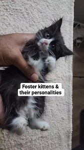 81K views · 3.9K reactions | How would you describe your cat? I'm still trying to find a good one for Bambi  #happycaturday #fosterkittens #catsofinstagram #cutecats #sweetcats #funnycats #funnyanimals #penniesfromheavenb | Fostering kittens | Facebook