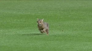 Did you know house cats can reach speeds of up to 30mph?! 🐈💨 That's quick enough to beat Usain Bolt in a 200-metre dash! 😲 Does your cat love to zoom around the living room or do they prefer to take life at a slower pace? 😸 #CatFacts #Caturday | Purina ONE UK