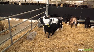 Calf Health and Management Series: Episode 5: Calf genetics. Read more here: https://www.agriland.ie/farming-news/the-importance-of-choosing-dairy-calves-with-the-right-genetics-for-beef-production/ | Agriland.ie