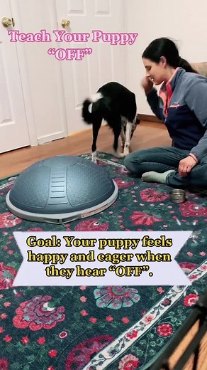 How to teach your puppy the OFF command. #dogtrainer #dogtrainingtips #puppytraining #forcefreedogtraining #dogobedience #fearfreepets #dogsoftiktok
