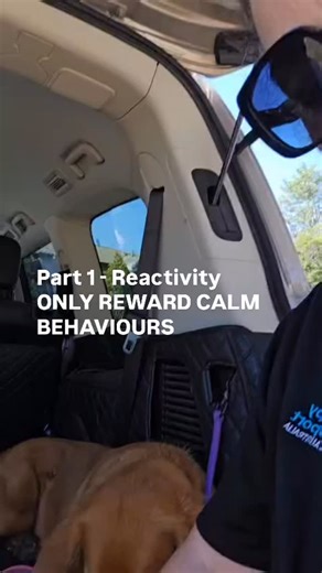 🎥 Part 1 | Rani’s Reactivity Journey Begins Here’s the thing, reactivity isn’t just those angry outbursts most people think of. There are different kinds. Some dogs bark, lunge or growl out of fear or frustration. Others like Rani the American Golden Retriever react because they’re overly social, over-excited and want to meet everyone. Rani doesn’t want a fight — she wants to play with every dog, greet every person and chase every potential toy. But excitement like that still counts as reactivi