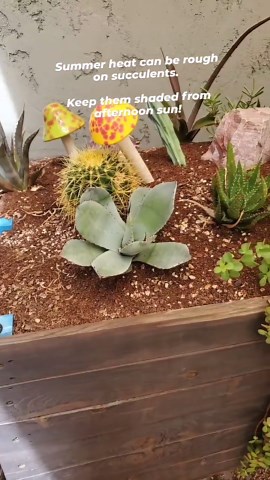 Beginner’s Guide to Succulents | Easy Plants for Any Space