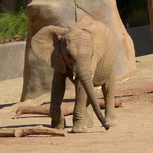 Construction is underway for Elephant Valley at San Diego Zoo Safari Park 🐘