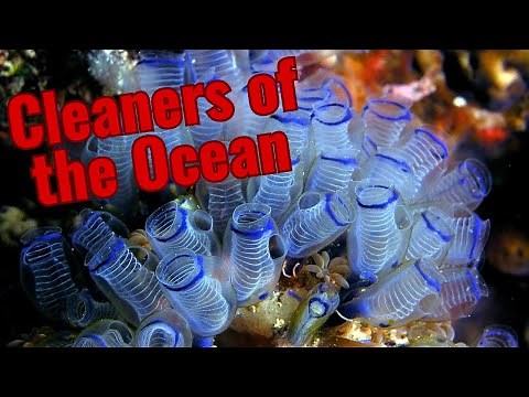The Evolution and Biology of Tunicates | The Closest Relatives to Vertebrates